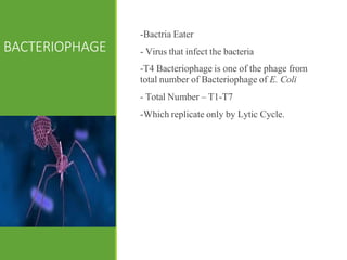 BACTERIOPHAGE
-Bactria Eater
- Virus that infect the bacteria
-T4 Bacteriophage is one of the phage from
total number of Bacteriophage of E. Coli
- Total Number – T1-T7
-Which replicate only by Lytic Cycle.
 