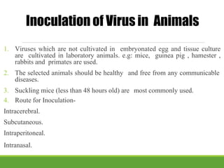 Inoculation of Virus in Animals
1. Viruses which are not cultivated in embryonated egg and tissue culture
are cultivated in laboratory animals. e.g: mice, guinea pig , hamester ,
rabbits and primates are used.
2. The selected animals should be healthy and free from any communicable
diseases.
3. Suckling mice (less than 48 hours old) are most commonly used.
4. Route for Inoculation-
Intracerebral.
Subcutaneous.
Intraperitoneal.
Intranasal.
 