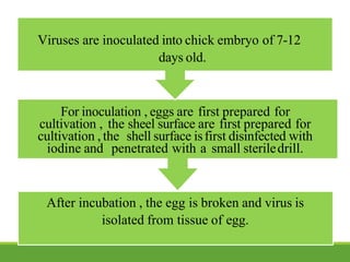 Viruses are inoculated into chick embryo of 7-12
days old.
For inoculation , eggs are first prepared for
cultivation , the sheel surface are first prepared for
cultivation , the shell surface isfirst disinfected with
iodine and penetrated with a small steriledrill.
After incubation , the egg is broken and virus is
isolated from tissue of egg.
 