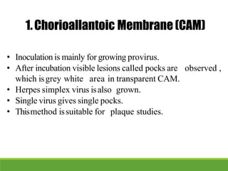 1.Chorioallantoic Membrane(CAM)
• Inoculation is mainly for growing provirus.
• After incubation visible lesions called pocks are observed ,
which isgrey white area in transparent CAM.
• Herpes simplex virus isalso grown.
• Single virus gives single pocks.
• Thismethod issuitable for plaque studies.
 