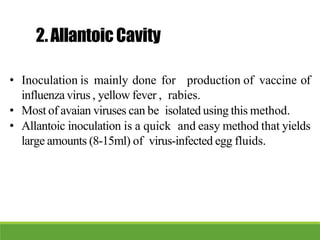 2.AllantoicCavity
• Inoculation is mainly done for production of vaccine of
influenza virus , yellow fever , rabies.
• Most of avaian viruses can be isolated using this method.
• Allantoic inoculation is a quick and easy method that yields
large amounts (8-15ml) of virus-infected egg fluids.
 