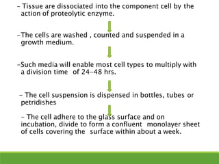 - Tissue are dissociated into the component cell by the
action of proteolytic enzyme.
-The cells are washed , counted and suspended in a
growth medium.
-Such media will enable most cell types to multiply with
a division time of 24-48 hrs.
- The cell suspension is dispensed in bottles, tubes or
petridishes
- The cell adhere to the glass surface and on
incubation, divide to form a confluent monolayer sheet
of cells covering the surface within about a week.
 