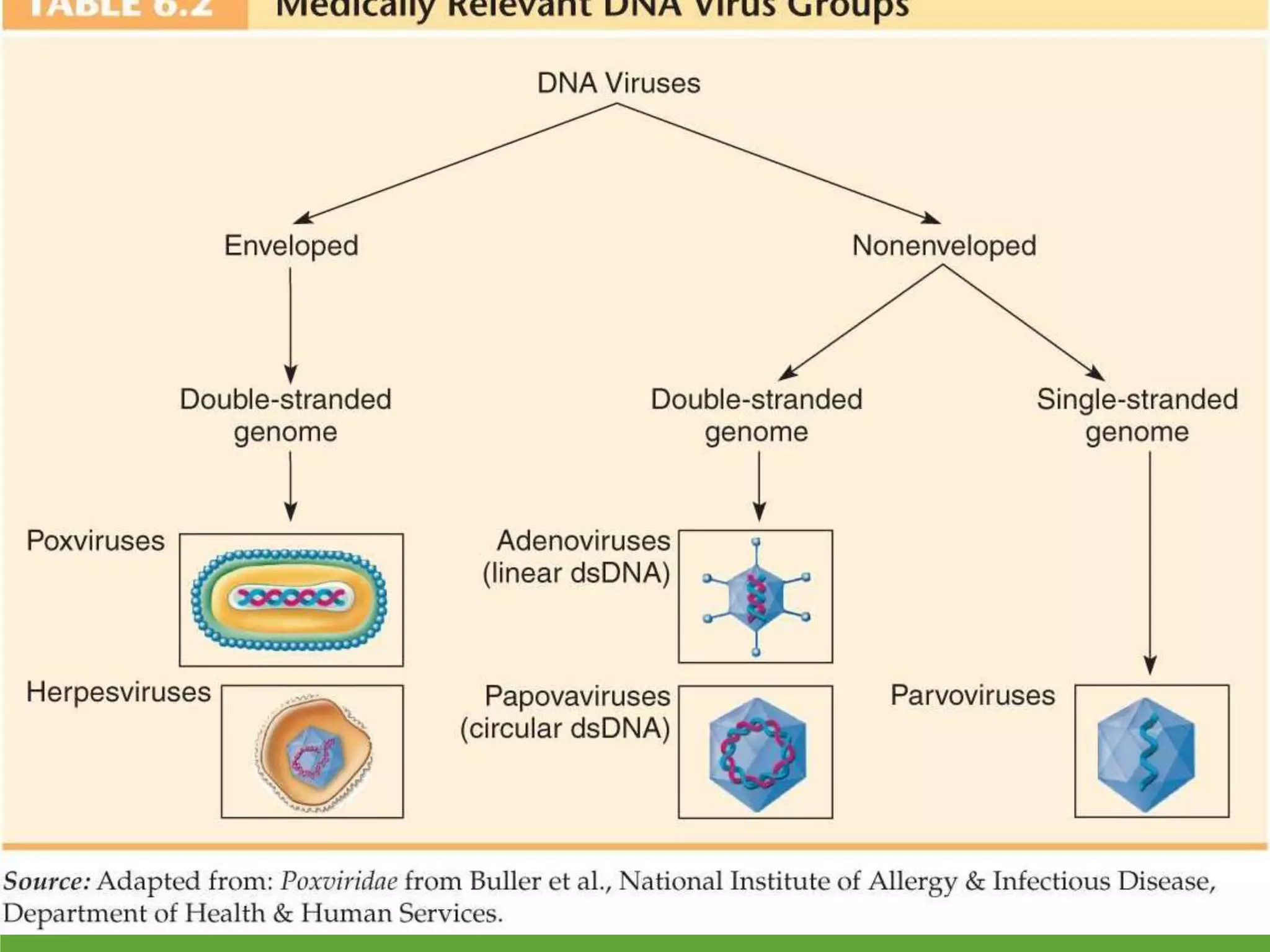 Morphology, Classification, Cultivation and Replication of Virus | PPTX