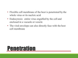 Penetration
• Flexible cell membrane of the host is penetrated by the
whole virus or its nucleic acid
• Endocytosis: entire virus engulfed by the cell and
enclosed in a vacuole or vesicle
• The viral envelope can also directly fuse with the host
cell membrane
 