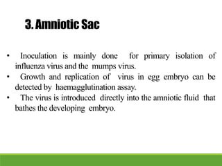 3.Amniotic Sac
• Inoculation is mainly done for primary isolation of
influenza virus and the mumps virus.
• Growth and replication of virus in egg embryo can be
detected by haemagglutination assay.
• The virus is introduced directly into the amniotic fluid that
bathes the developing embryo.
 