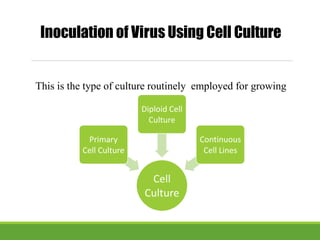 This is the type of culture routinely employed for growing
viruses
Inoculation of Virus Using Cell Culture
Cell
Culture
Primary
Cell Culture
Diploid Cell
Culture
Continuous
Cell Lines
 