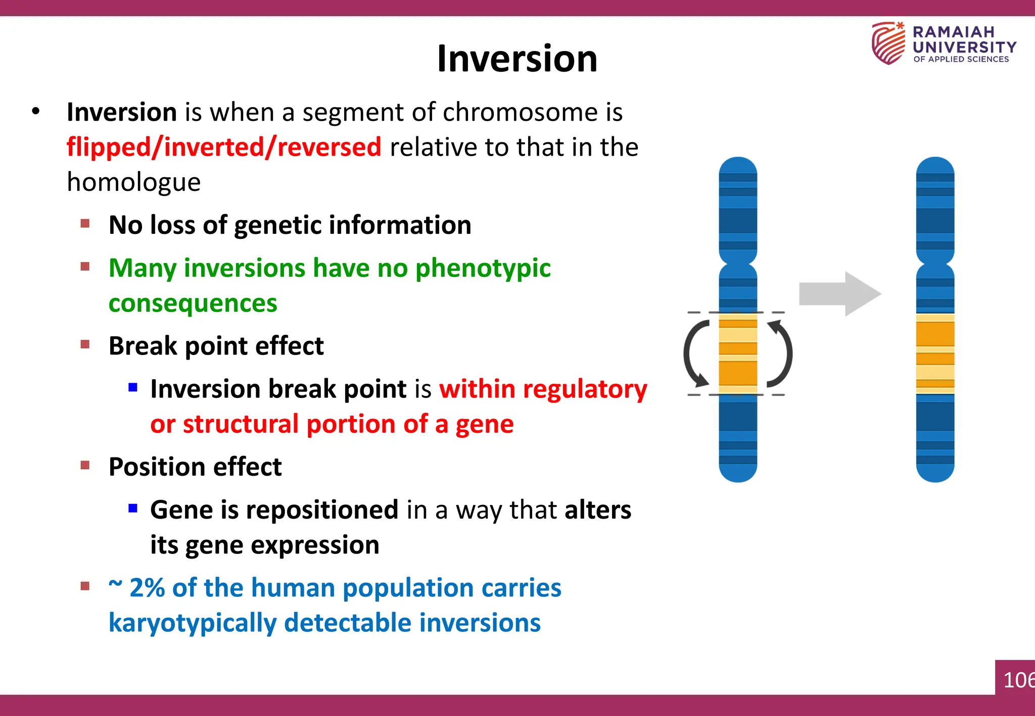 106
• Inversion is when a segment of chromosome is
flipped/inverted/reversed relative to that in the
homologue
▪ No loss of genetic information
▪ Many inversions have no phenotypic
consequences
▪ Break point effect
▪ Inversion break point is within regulatory
or structural portion of a gene
▪ Position effect
▪ Gene is repositioned in a way that alters
its gene expression
▪ ~ 2% of the human population carries
karyotypically detectable inversions
Inversion
 