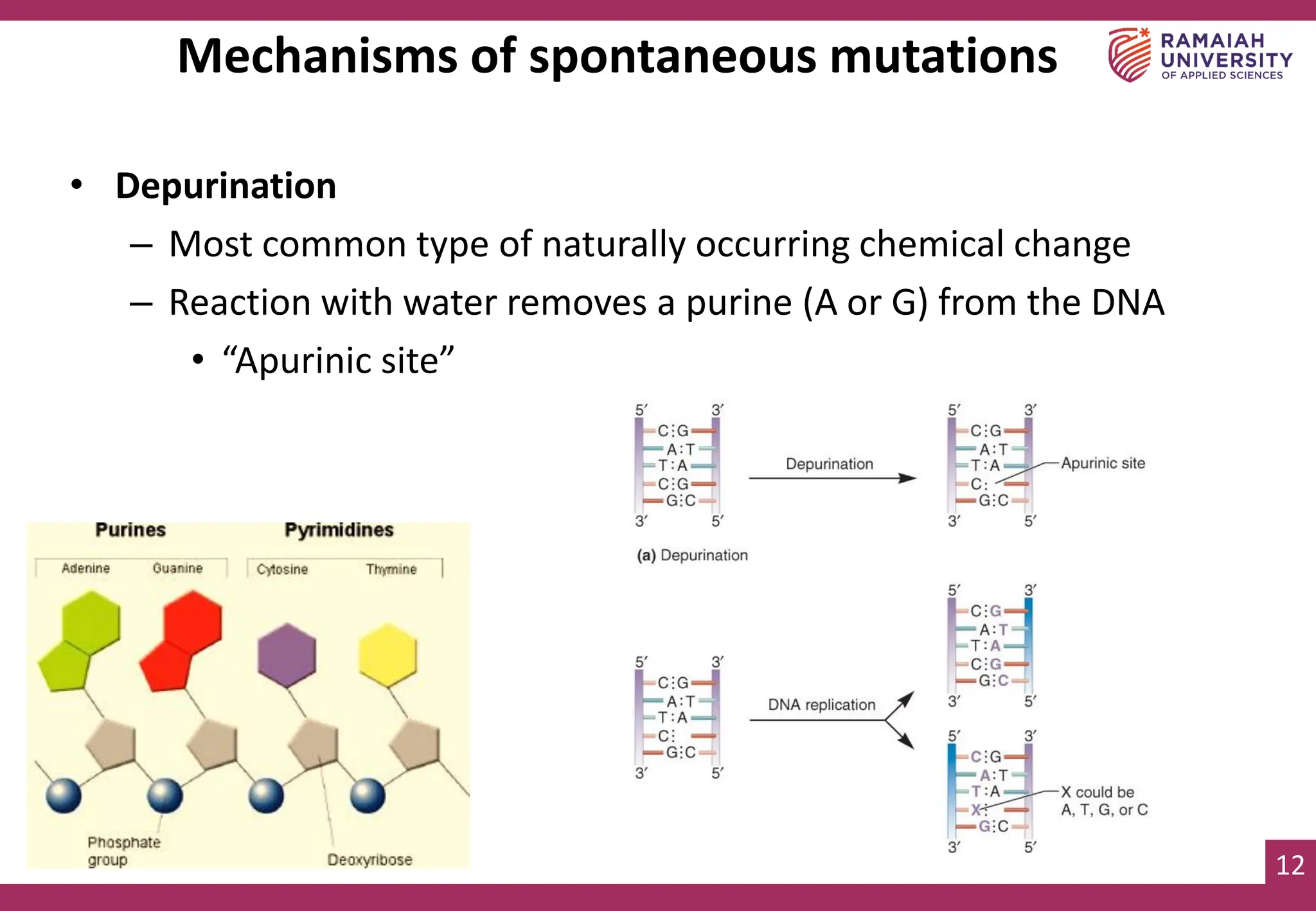 12
Mechanisms of spontaneous mutations
• Depurination
– Most common type of naturally occurring chemical change
– Reaction with water removes a purine (A or G) from the DNA
• “Apurinic site”
 