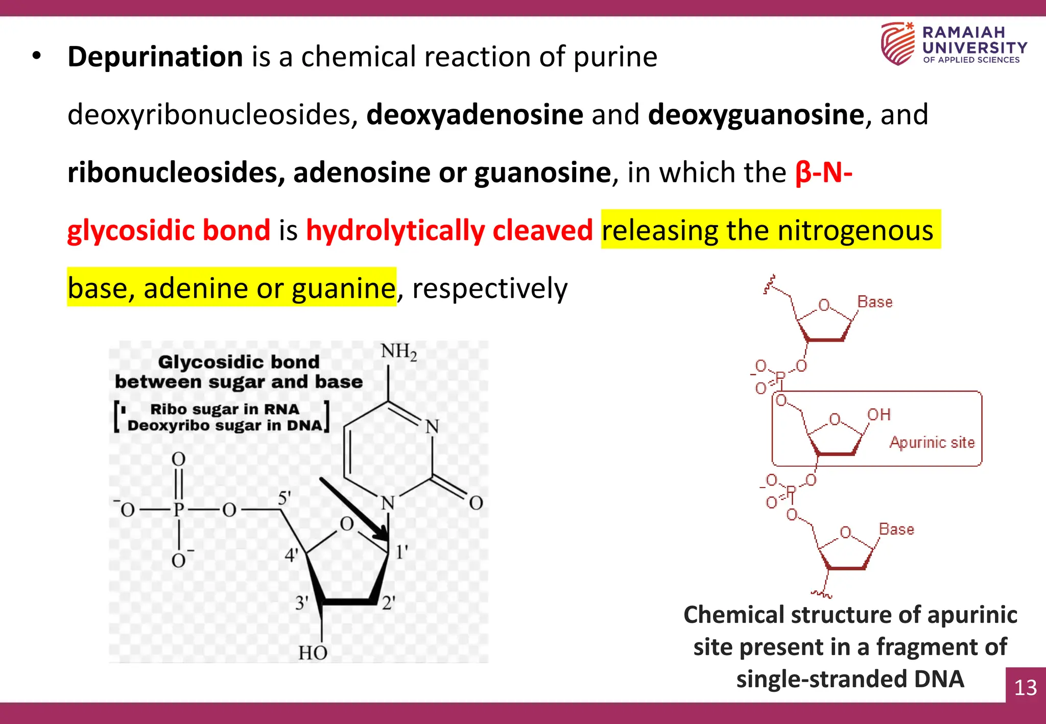 13
• Depurination is a chemical reaction of purine
deoxyribonucleosides, deoxyadenosine and deoxyguanosine, and
ribonucleosides, adenosine or guanosine, in which the β-N-
glycosidic bond is hydrolytically cleaved releasing the nitrogenous
base, adenine or guanine, respectively
Chemical structure of apurinic
site present in a fragment of
single-stranded DNA
 