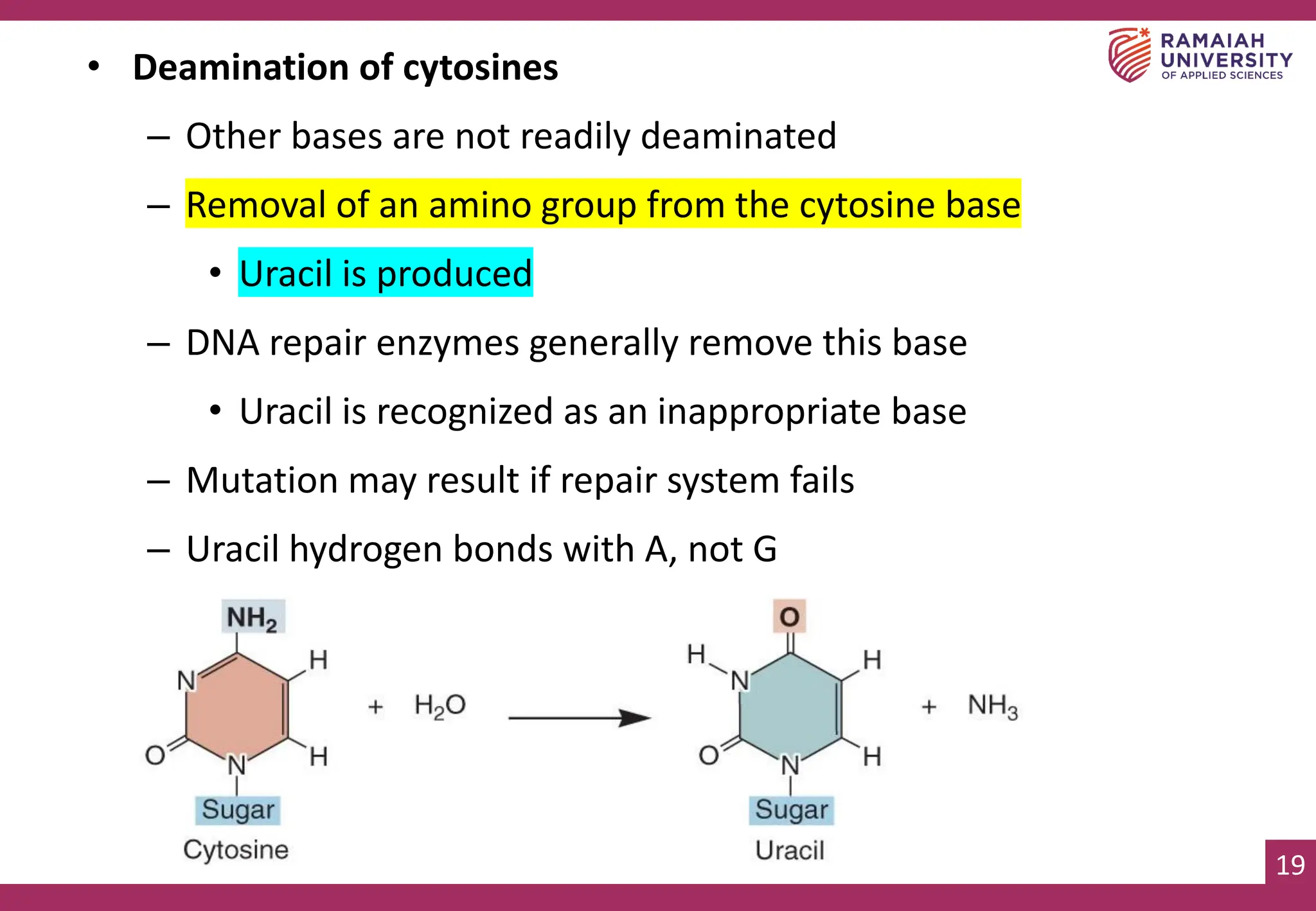 19
• Deamination of cytosines
– Other bases are not readily deaminated
– Removal of an amino group from the cytosine base
• Uracil is produced
– DNA repair enzymes generally remove this base
• Uracil is recognized as an inappropriate base
– Mutation may result if repair system fails
– Uracil hydrogen bonds with A, not G
 