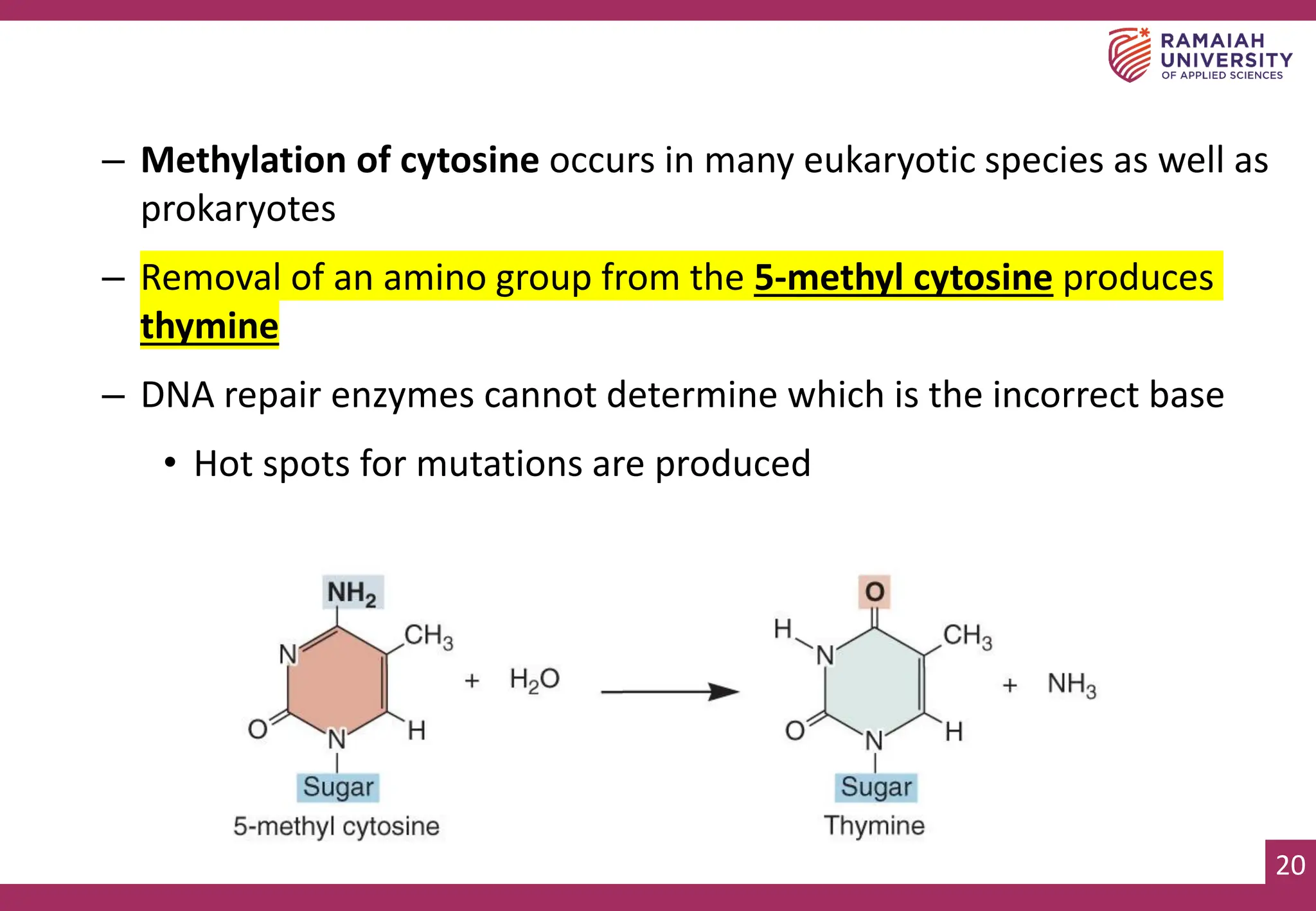 20
– Methylation of cytosine occurs in many eukaryotic species as well as
prokaryotes
– Removal of an amino group from the 5-methyl cytosine produces
thymine
– DNA repair enzymes cannot determine which is the incorrect base
• Hot spots for mutations are produced
 