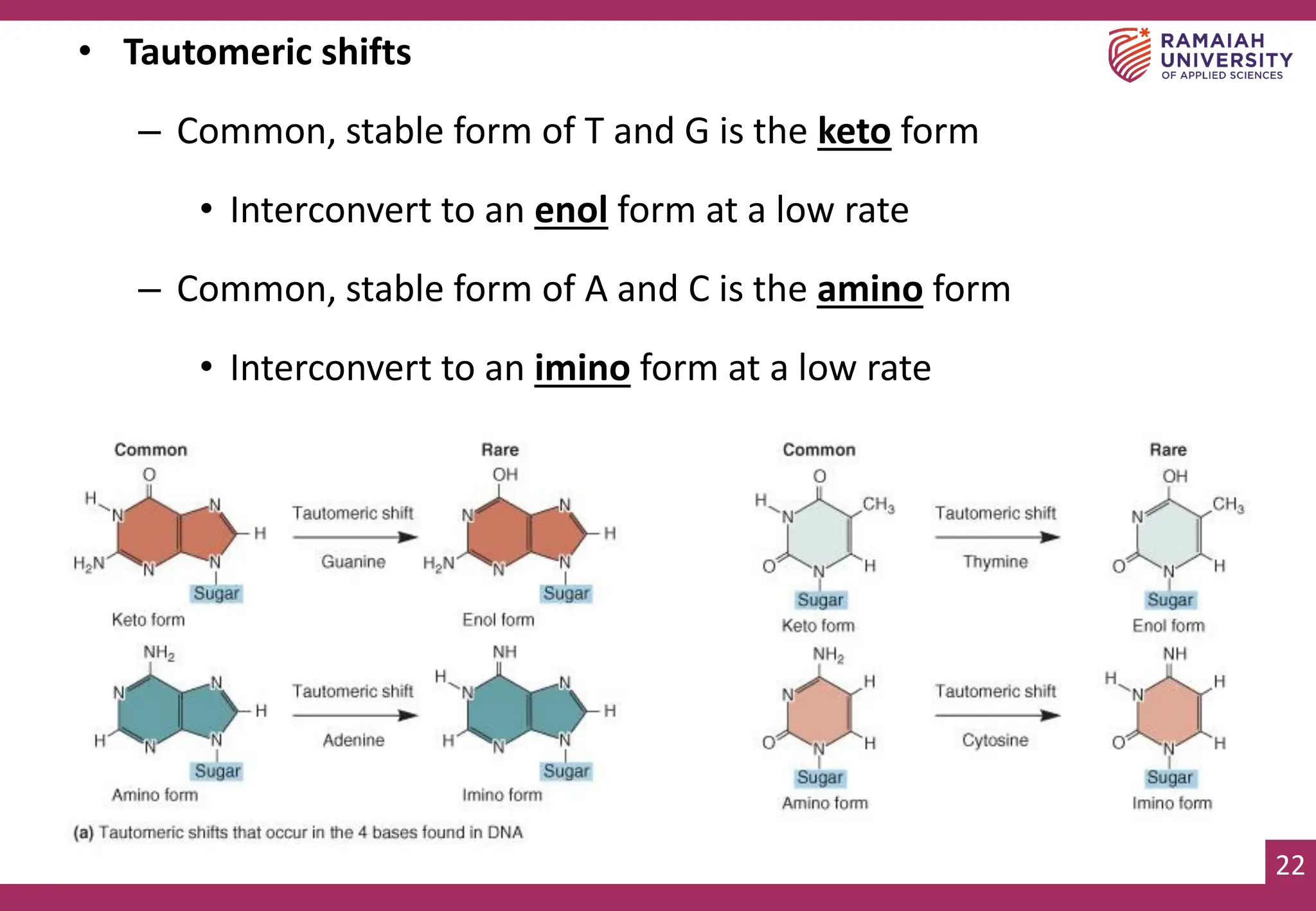 22
• Tautomeric shifts
– Common, stable form of T and G is the keto form
• Interconvert to an enol form at a low rate
– Common, stable form of A and C is the amino form
• Interconvert to an imino form at a low rate
 