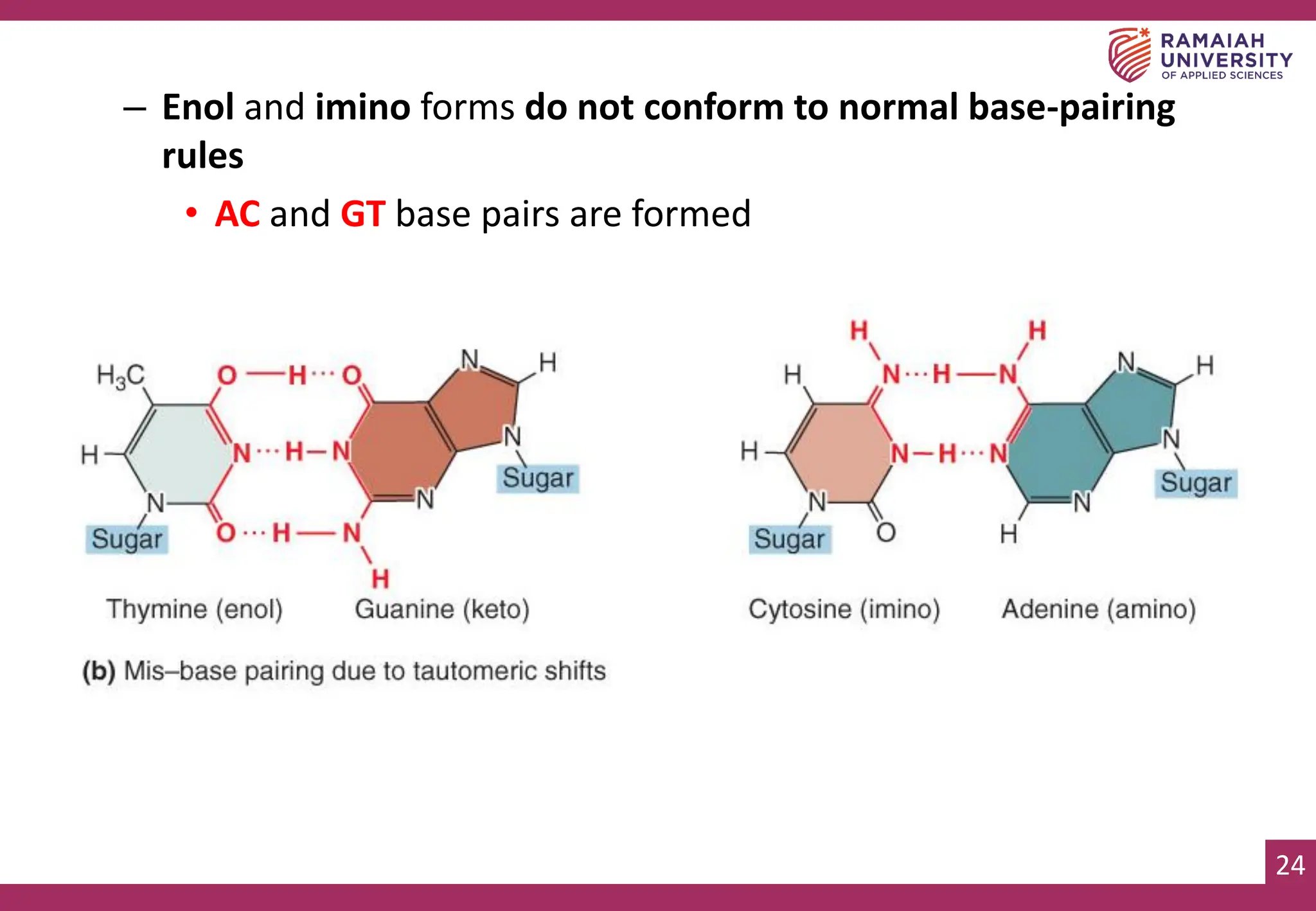 24
– Enol and imino forms do not conform to normal base-pairing
rules
• AC and GT base pairs are formed
 