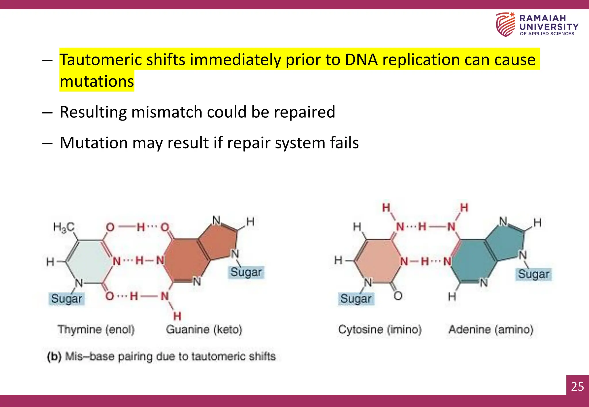25
– Tautomeric shifts immediately prior to DNA replication can cause
mutations
– Resulting mismatch could be repaired
– Mutation may result if repair system fails
 