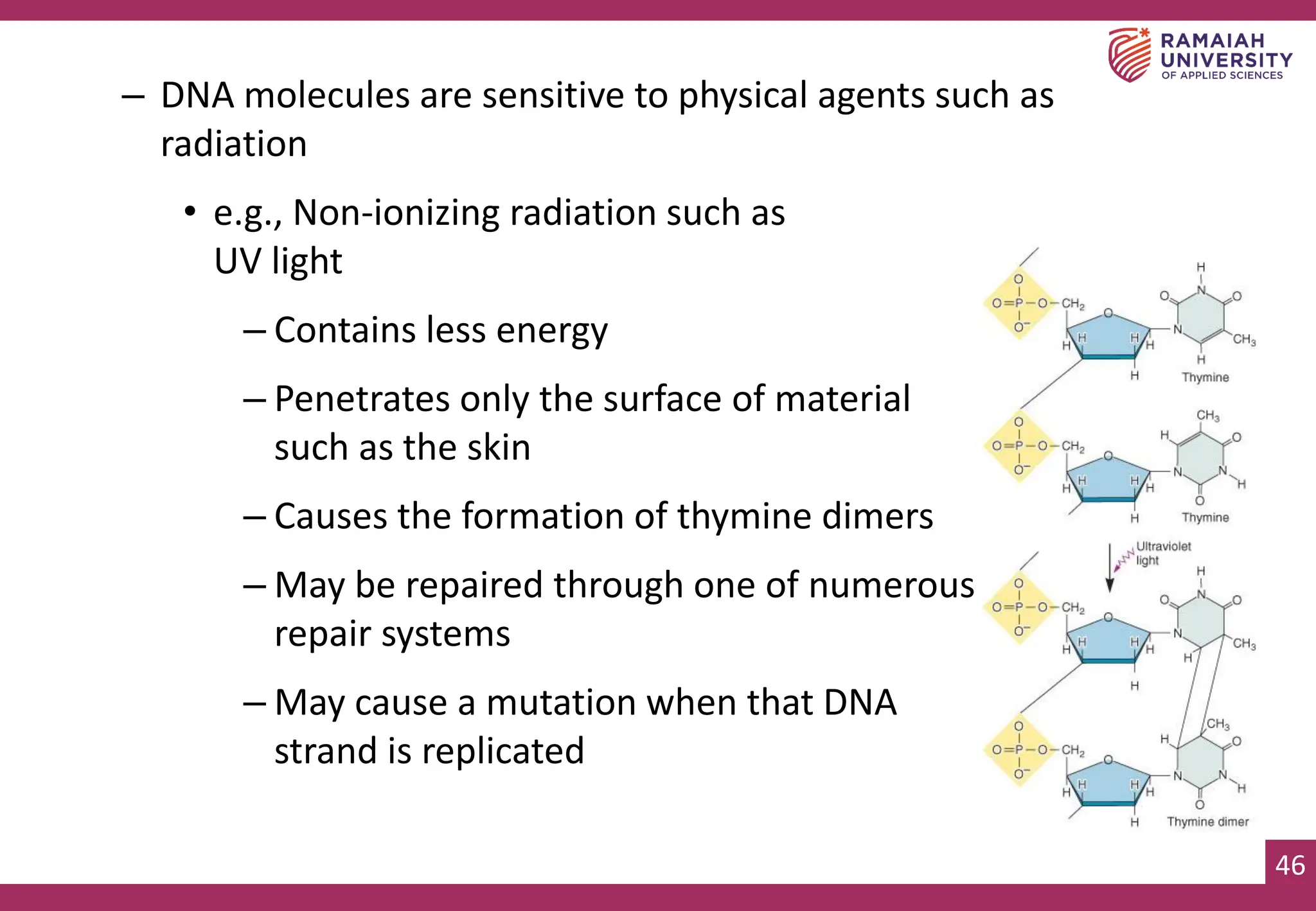46
– DNA molecules are sensitive to physical agents such as
radiation
• e.g., Non-ionizing radiation such as
UV light
– Contains less energy
– Penetrates only the surface of material
such as the skin
– Causes the formation of thymine dimers
– May be repaired through one of numerous
repair systems
– May cause a mutation when that DNA
strand is replicated
 