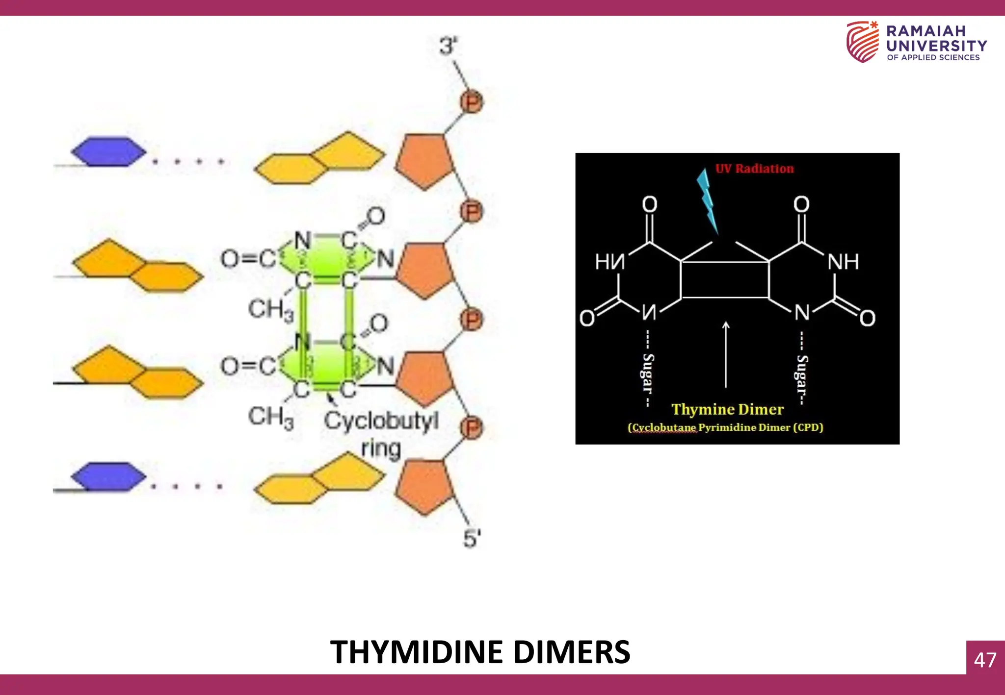 47
47
THYMIDINE DIMERS
 