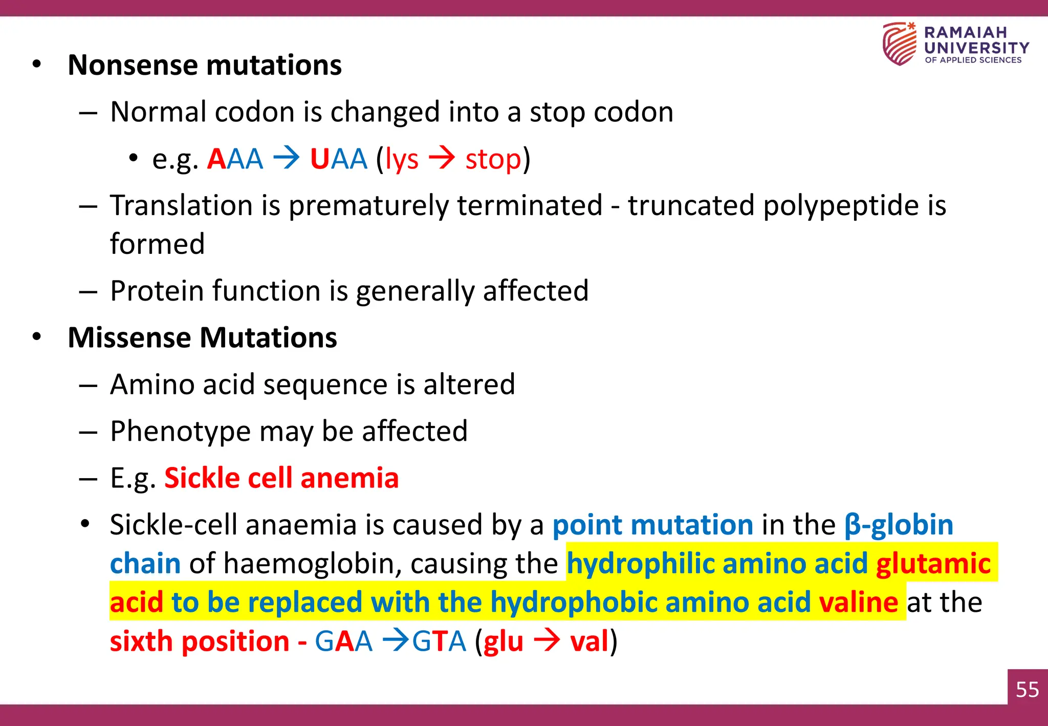 55
• Nonsense mutations
– Normal codon is changed into a stop codon
• e.g. AAA → UAA (lys → stop)
– Translation is prematurely terminated - truncated polypeptide is
formed
– Protein function is generally affected
• Missense Mutations
– Amino acid sequence is altered
– Phenotype may be affected
– E.g. Sickle cell anemia
• Sickle-cell anaemia is caused by a point mutation in the β-globin
chain of haemoglobin, causing the hydrophilic amino acid glutamic
acid to be replaced with the hydrophobic amino acid valine at the
sixth position - GAA →GTA (glu → val)
 