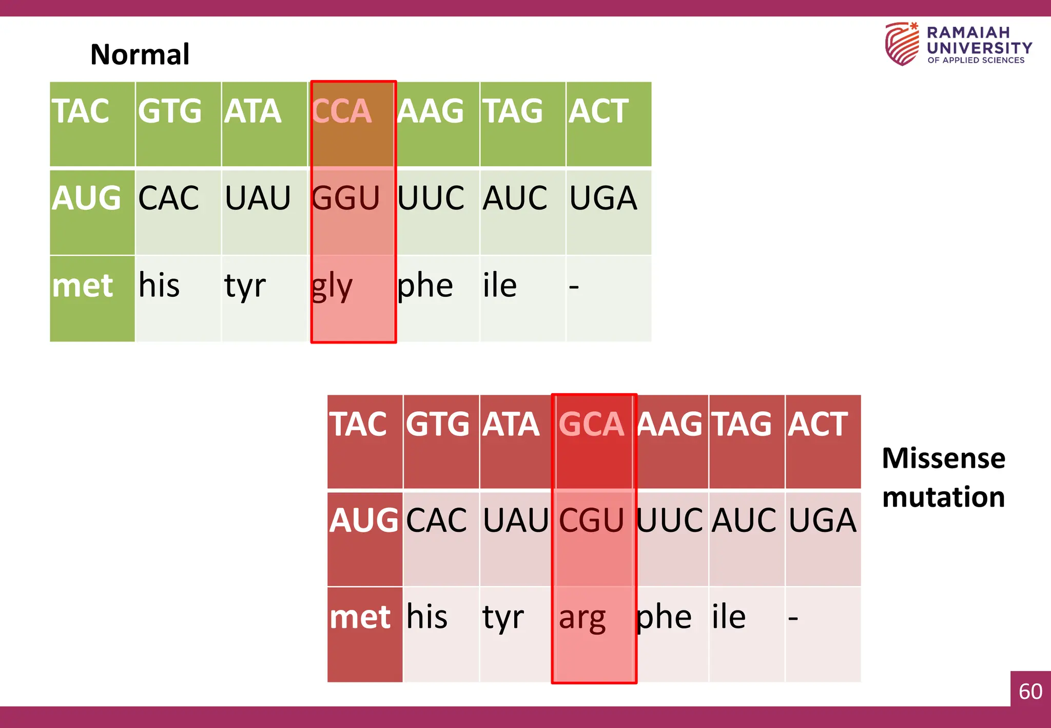 60
Normal
TAC GTG ATA CCA AAG TAG ACT
AUG CAC UAU GGU UUC AUC UGA
met his tyr gly phe ile -
Missense
mutation
TAC GTG ATA GCA AAG TAG ACT
AUGCAC UAU CGU UUC AUC UGA
met his tyr arg phe ile -
 