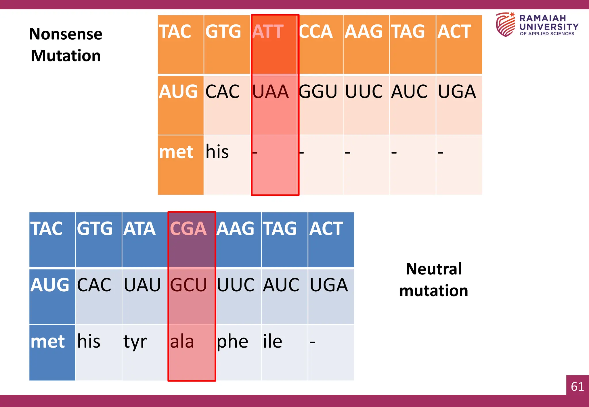 61
Nonsense
Mutation
TAC GTG ATT CCA AAG TAG ACT
AUG CAC UAA GGU UUC AUC UGA
met his - - - - -
TAC GTG ATA CGA AAG TAG ACT
AUG CAC UAU GCU UUC AUC UGA
met his tyr ala phe ile -
Neutral
mutation
 