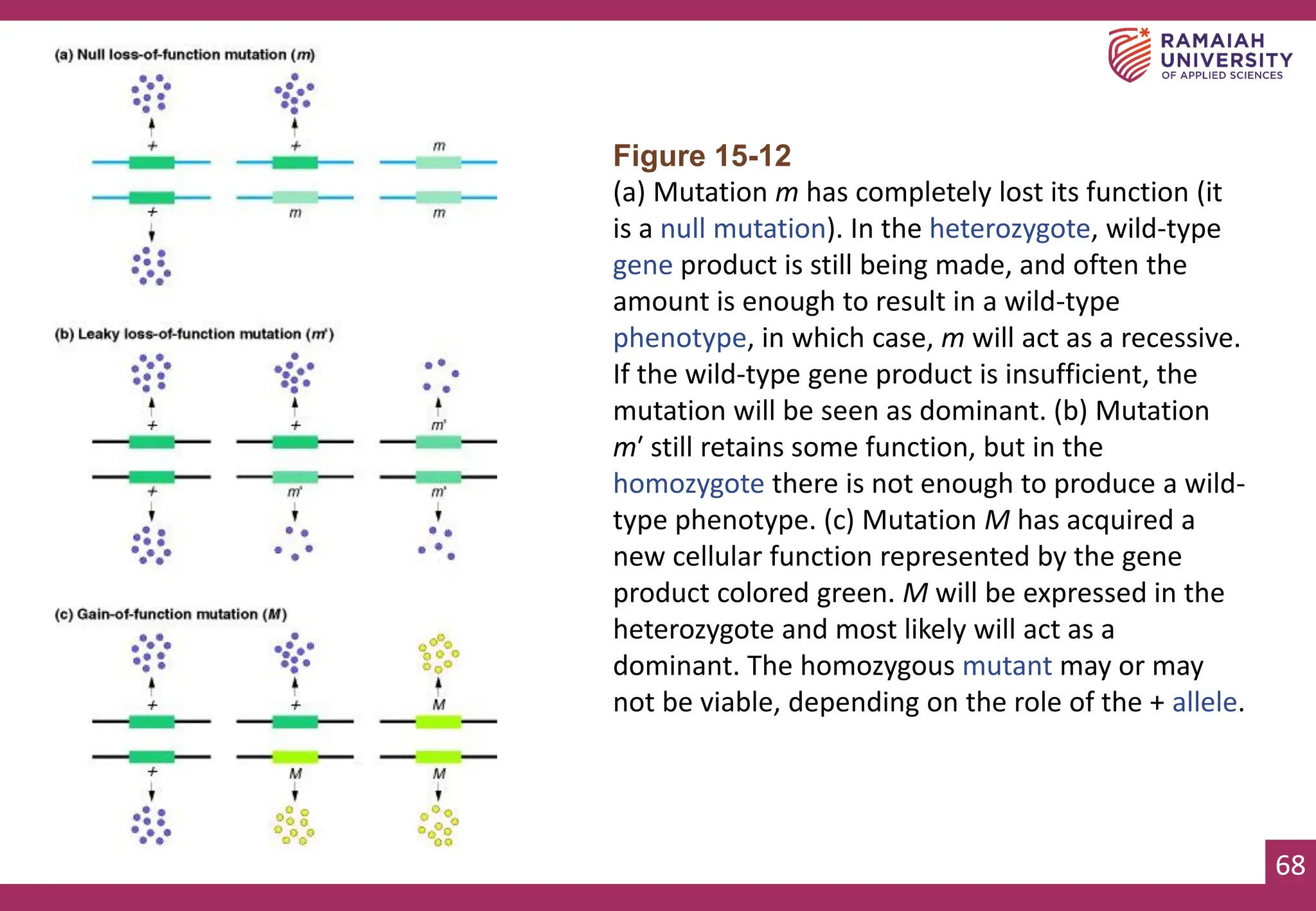 68
68
Figure 15-12
(a) Mutation m has completely lost its function (it
is a null mutation). In the heterozygote, wild-type
gene product is still being made, and often the
amount is enough to result in a wild-type
phenotype, in which case, m will act as a recessive.
If the wild-type gene product is insufficient, the
mutation will be seen as dominant. (b) Mutation
m′ still retains some function, but in the
homozygote there is not enough to produce a wild-
type phenotype. (c) Mutation M has acquired a
new cellular function represented by the gene
product colored green. M will be expressed in the
heterozygote and most likely will act as a
dominant. The homozygous mutant may or may
not be viable, depending on the role of the + allele.
 