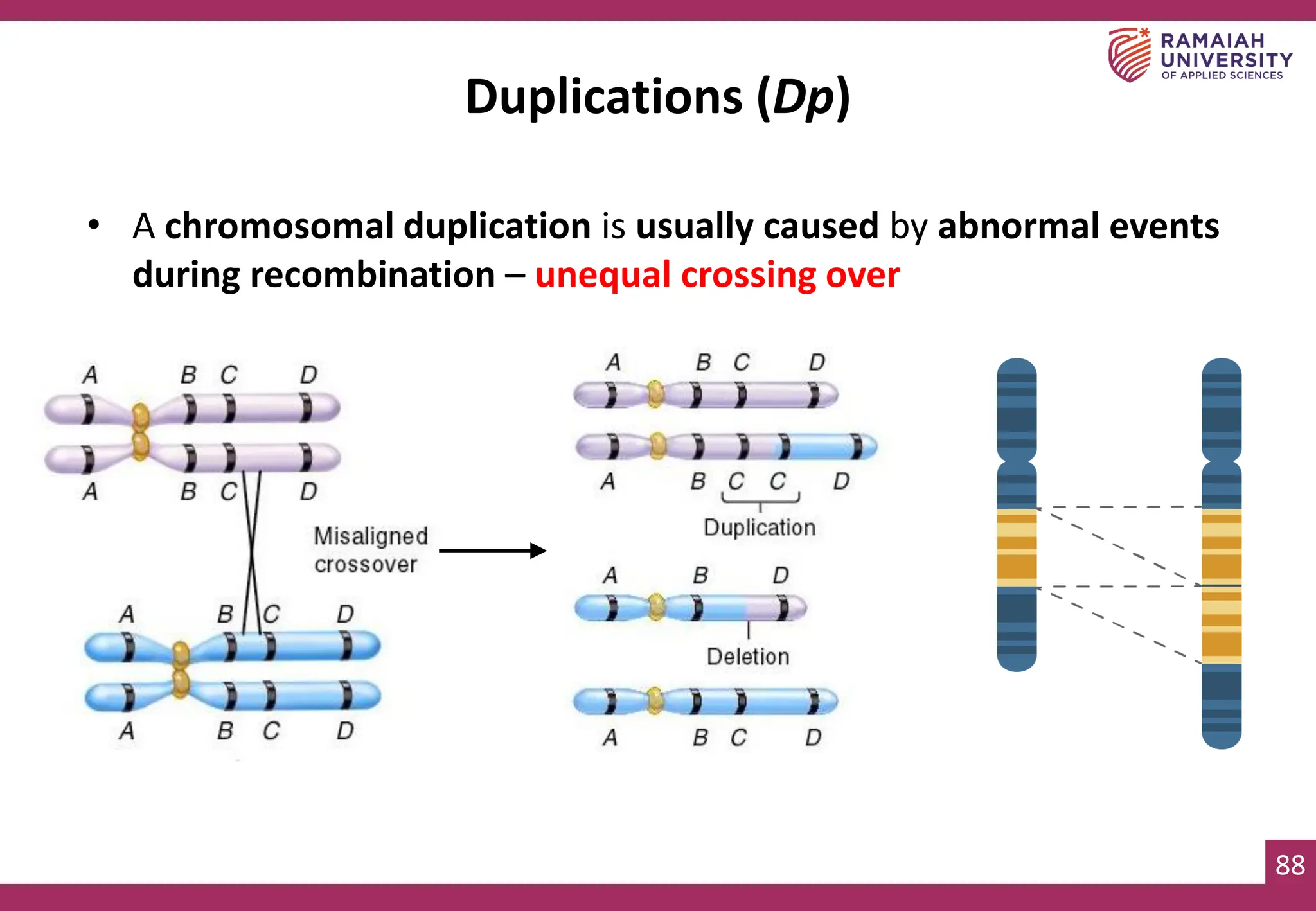 88
Duplications (Dp)
• A chromosomal duplication is usually caused by abnormal events
during recombination – unequal crossing over
 