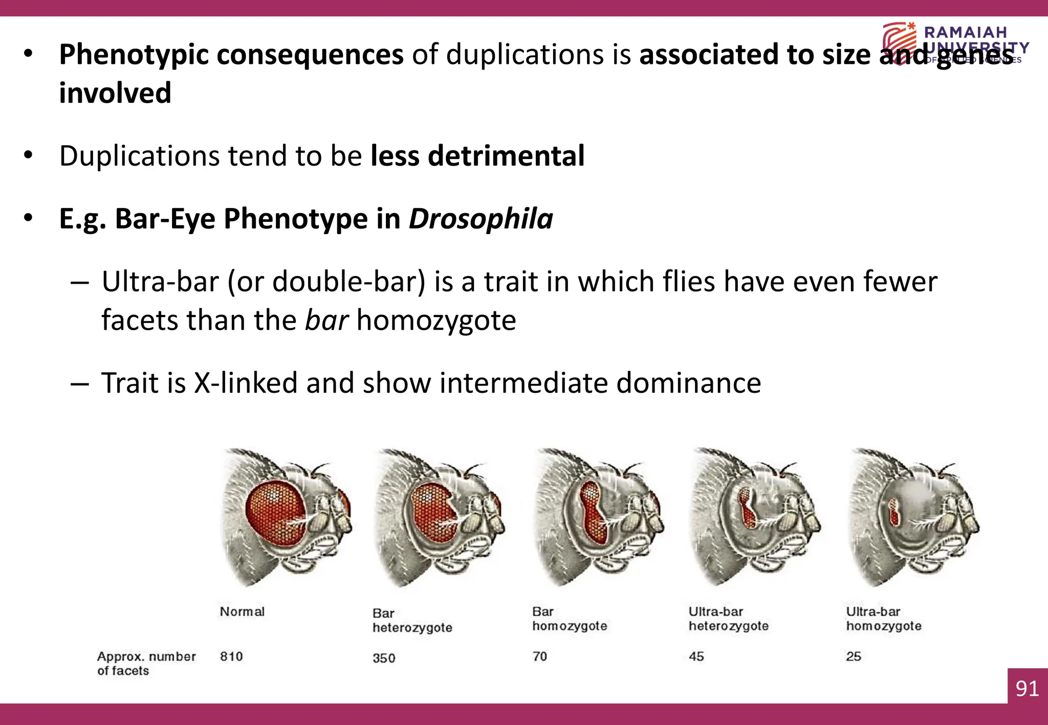 91
• Phenotypic consequences of duplications is associated to size and genes
involved
• Duplications tend to be less detrimental
• E.g. Bar-Eye Phenotype in Drosophila
– Ultra-bar (or double-bar) is a trait in which flies have even fewer
facets than the bar homozygote
– Trait is X-linked and show intermediate dominance
 