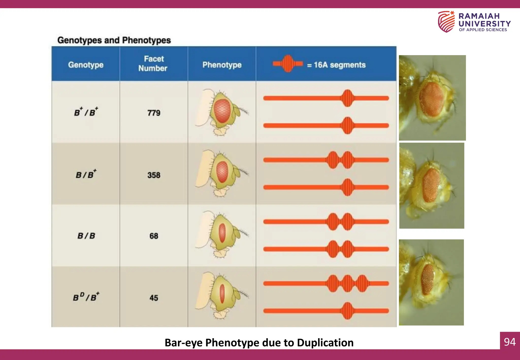 94
Bar-eye Phenotype due to Duplication
 