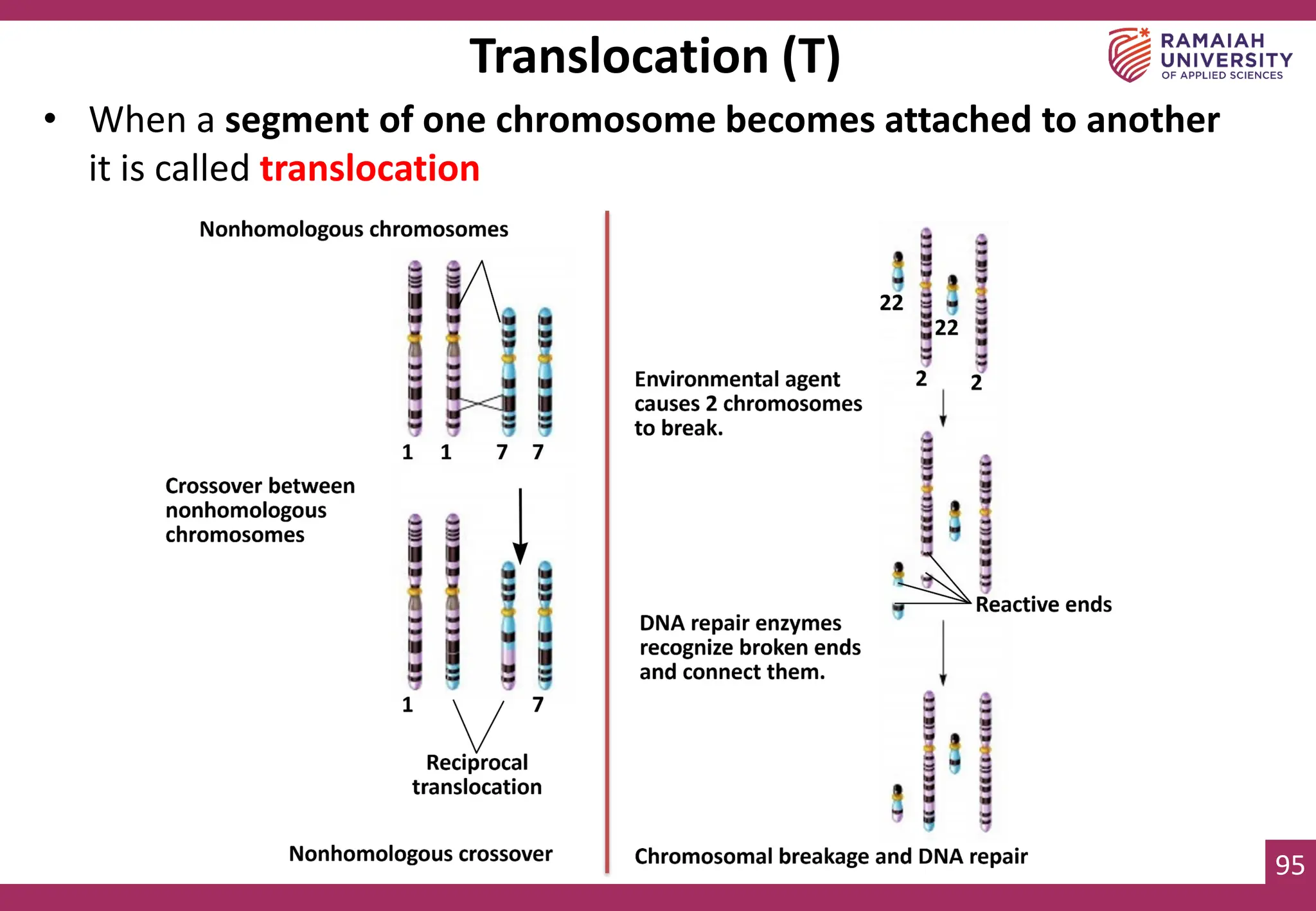 95
• When a segment of one chromosome becomes attached to another
it is called translocation
Translocation (T)
 