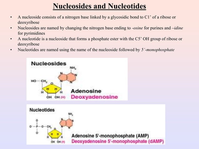 Unit III (Nucleic acid and genetic code).ppt | Biological Sciences ...