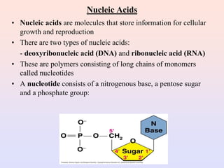 Nucleic Acids
• Nucleic acids are molecules that store information for cellular
growth and reproduction
• There are two types of nucleic acids:
- deoxyribonucleic acid (DNA) and ribonucleic acid (RNA)
• These are polymers consisting of long chains of monomers
called nucleotides
• A nucleotide consists of a nitrogenous base, a pentose sugar
and a phosphate group:
 