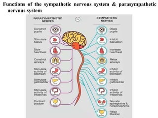 ORGANSATION & FUNCTIONS OF ANS | PPTX