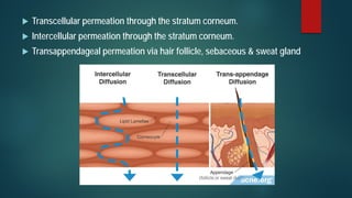  Transcellular permeation through the stratum corneum.
 Intercellular permeation through the stratum corneum.
 Transappendageal permeation via hair follicle, sebaceous & sweat gland
 