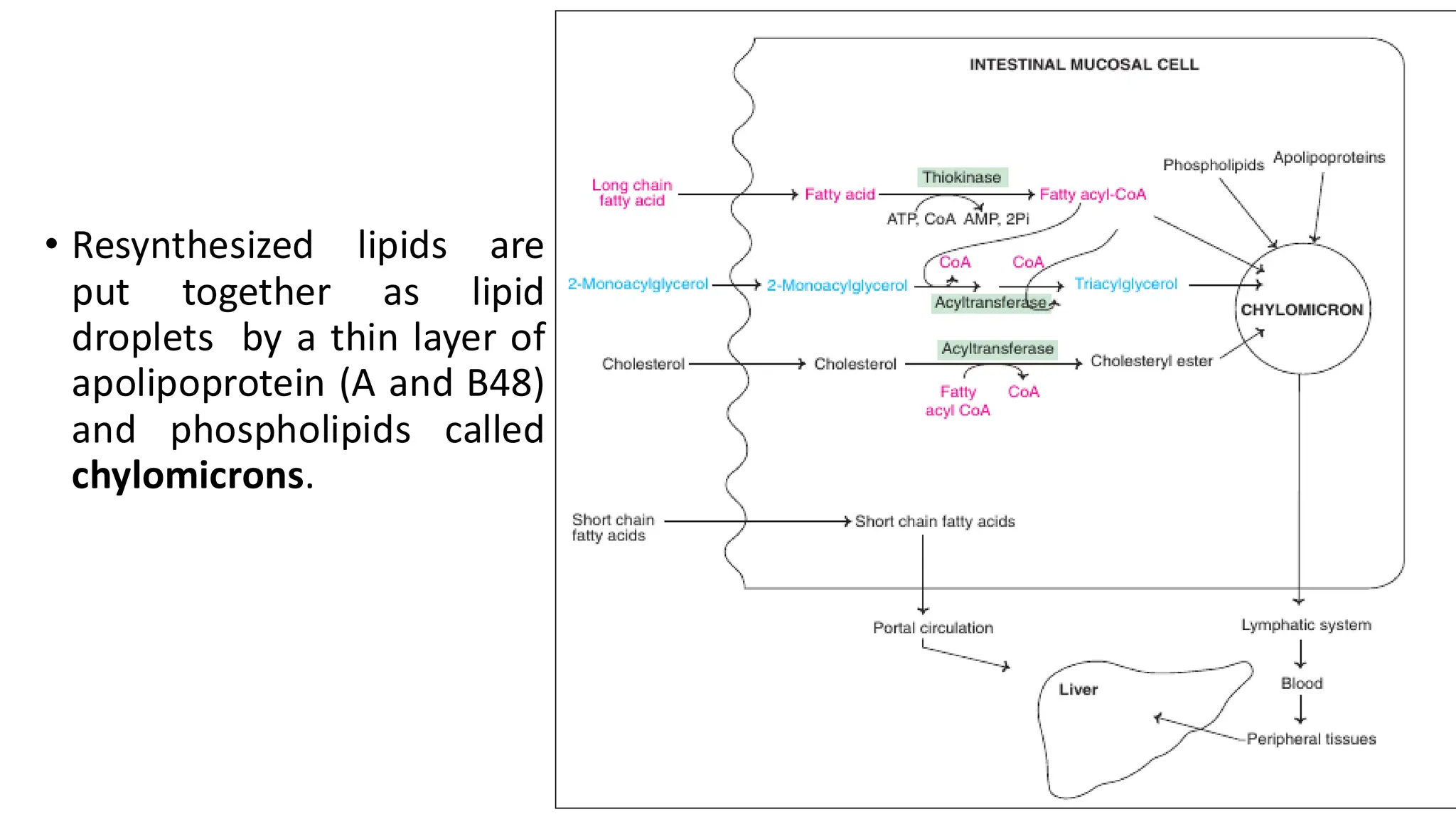 Lipids: Vital Components in Health and Disease.pdf