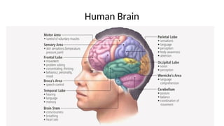 Human Brain
8/30/2020
 