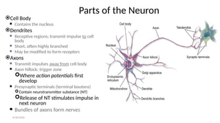 Parts of the Neuron
Cell Body
 Contains the nucleus
Dendrites
 Receptive regions; transmit impulse to cell
body
 Short, often highly branched
 May be modified to form receptors
Axons
 Transmit impulses away from cell body
 Axon hillock; trigger zone
Where action potentials first
develop
 Presynaptic terminals (terminal boutons)
Contain neurotransmitter substance (NT)
Release of NT stimulates impulse in
next neuron
 Bundles of axons form nerves
8/30/2020
 