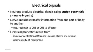 Electrical Signals
• Neurons produce electrical signals called action potentials
( = nerve impulse)
• Nerve impulses transfer information from one part of body
to another
– e.g., receptor to CNS or CNS to effector
• Electrical properties result from
– ionic concentration differences across plasma membrane
– permeability of membrane
8/30/2020
 