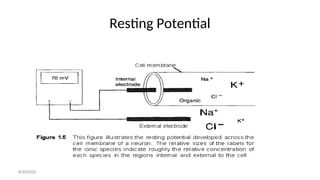 Resting Potential
8/30/2020
 