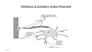 Inhibitory & Exitatory Action Potential
8/30/2020
 