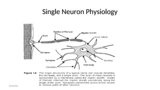 Single Neuron Physiology
8/30/2020
 