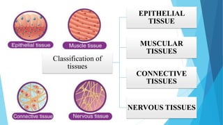 Unit I Introduction To Anatomical Terms And Organization Of The Human ...