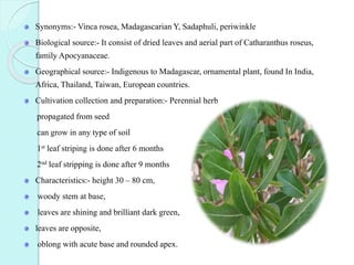 Synonyms:- Vinca rosea, Madagascarian Y, Sadaphuli, periwinkle
Biological source:- It consist of dried leaves and aerial part of Catharanthus roseus,
family Apocyanaceae.
Geographical source:- Indigenous to Madagascar, ornamental plant, found In India,
Africa, Thailand, Taiwan, European countries.
Cultivation collection and preparation:- Perennial herb
propagated from seed
can grow in any type of soil
1st leaf striping is done after 6 months
2nd leaf stripping is done after 9 months
Characteristics:- height 30 – 80 cm,
woody stem at base,
leaves are shining and brilliant dark green,
leaves are opposite,
oblong with acute base and rounded apex.
 