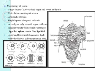 Microscopy of vinca:-
 Single layer of cuticularised upper and lower epidermis
 Unicellular covering trichomes
 Anisocytic stomata
 Single layered elongated palisade
 parenchyma only beneath upper epidermis.
 Vascular bundle with centrally arranged
lignified xylem vessels Non lignified
 Upper and lower midrib contains thick
walled cellulosic collenchymatous zone.
 