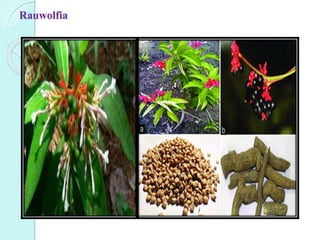 Rauwolfia
 
