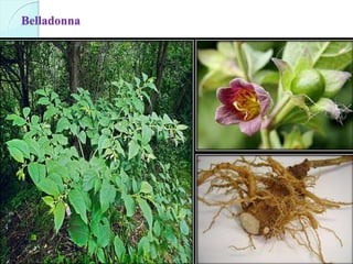 Belladonna
 