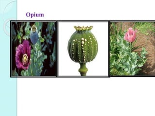 Opium
 
