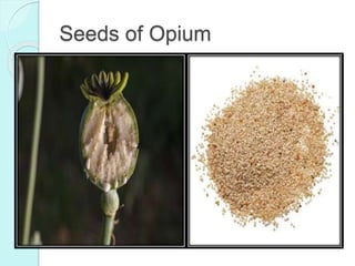 Seeds of Opium
 