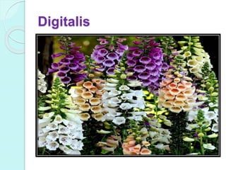 Digitalis
 