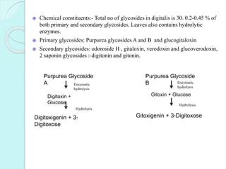 Chemical constituents:- Total no of glycosides in digitalis is 30. 0.2-0.45 % of
both primary and secondary glycosides. Leaves also contains hydrolytic
enzymes.
Primary glycosides: Purpurea glycosides A and B and glucogitaloxin
Secondary glycosides: odoroside H , gitaloxin, verodoxin and glucoverodoxin,
2 saponin glycosides :-digitonin and gitonin.
Purpurea Glycoside
A
Purpurea Glycoside
B
Digitoxin +
Glucose
Gitoxin + Glucose
Digitoxigenin + 3-
Digitoxose
Gitoxigenin + 3-Digitoxose
Enzymatic
hydrolysis
Enzymatic
hydrolysis
Hydrolysis
Hydrolysis
 