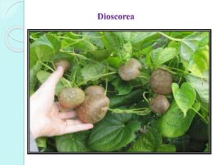 Dioscorea
 