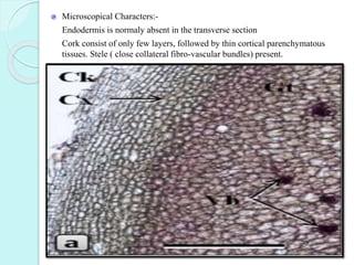 Microscopical Characters:-
Endodermis is normaly absent in the transverse section
Cork consist of only few layers, followed by thin cortical parenchymatous
tissues. Stele ( close collateral fibro-vascular bundles) present.
 